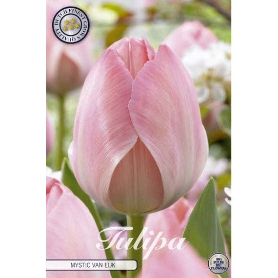 Tulpan 'Mystic Van Eijk' 10-pack